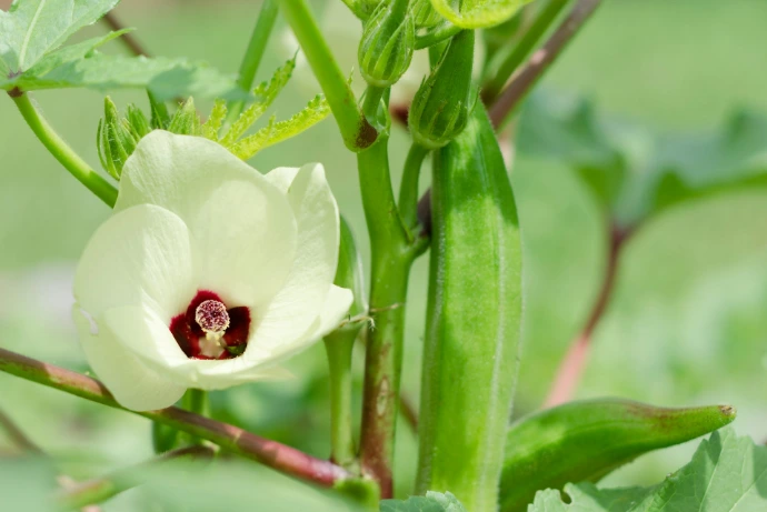 a close up of a flower on a plant